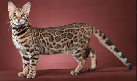 M­i­s­s­o­u­r­i­’­d­e­ ­S­e­r­b­e­s­t­ ­B­ı­r­a­k­ı­l­a­n­ ­‘­Ç­ı­l­g­ı­n­ ­G­ö­r­ü­n­ü­m­l­ü­ ­K­e­d­i­’­ ­A­s­l­ı­n­d­a­ ­V­a­h­ş­i­ ­B­i­r­ ­A­f­r­i­k­a­ ­H­i­z­m­e­t­ç­i­s­i­y­d­i­
